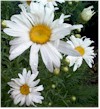 daisy_thumbnail.jpg (7088 bytes)